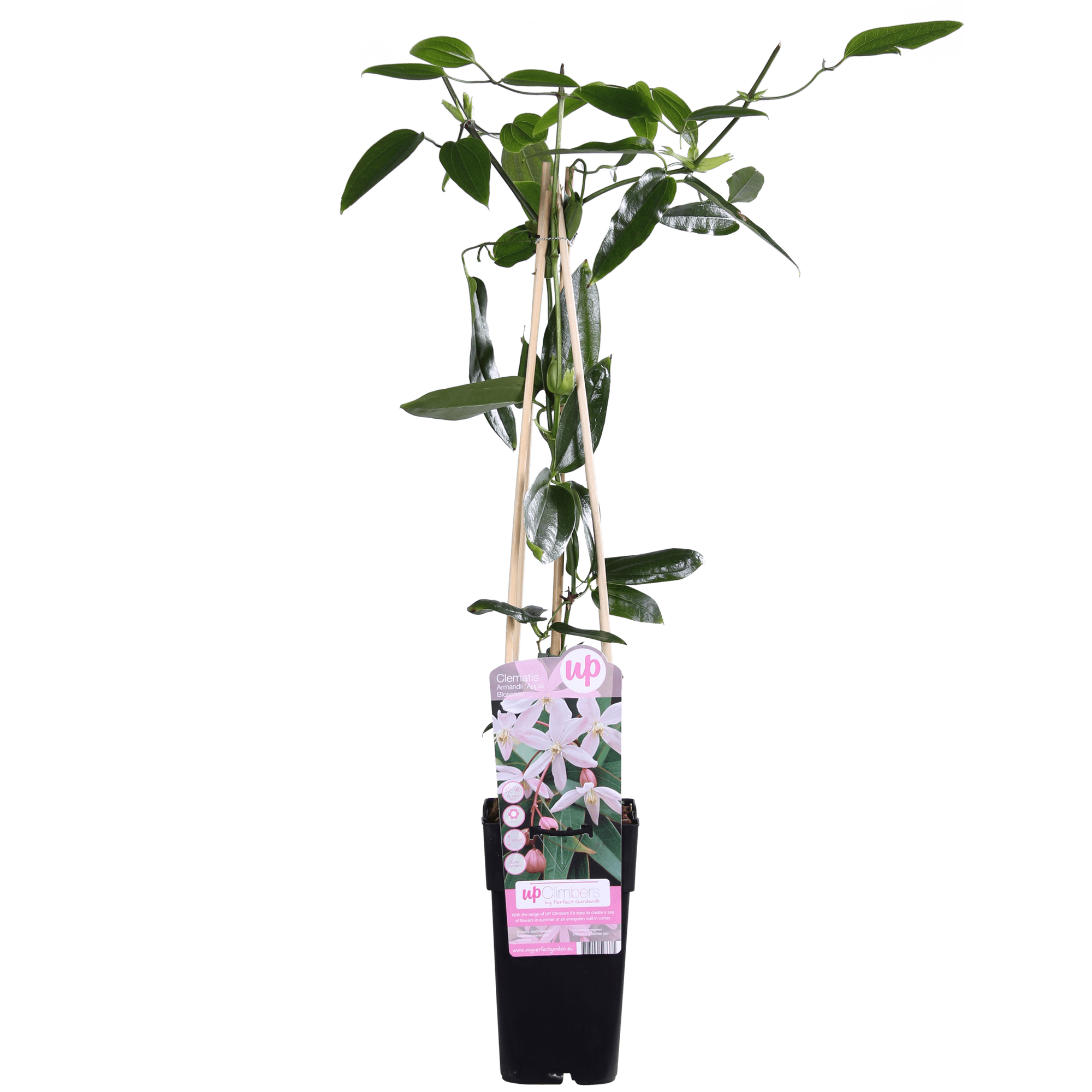 green-guardia-apple-blossom-clematis-kletterpflanze-15cm-topf image 3