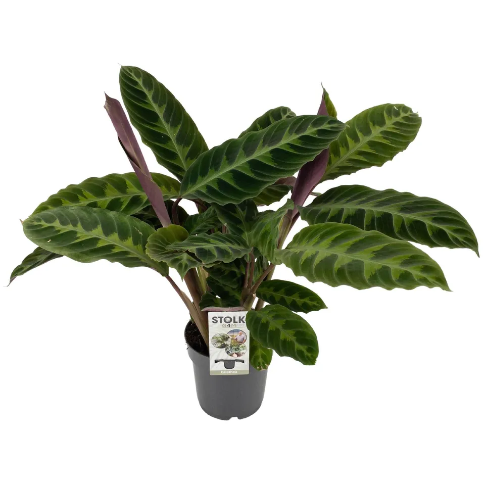 green-guardia-unsere-pflanzen-calathea-warscewiczii-50-70-cm-samtgr-n image 1