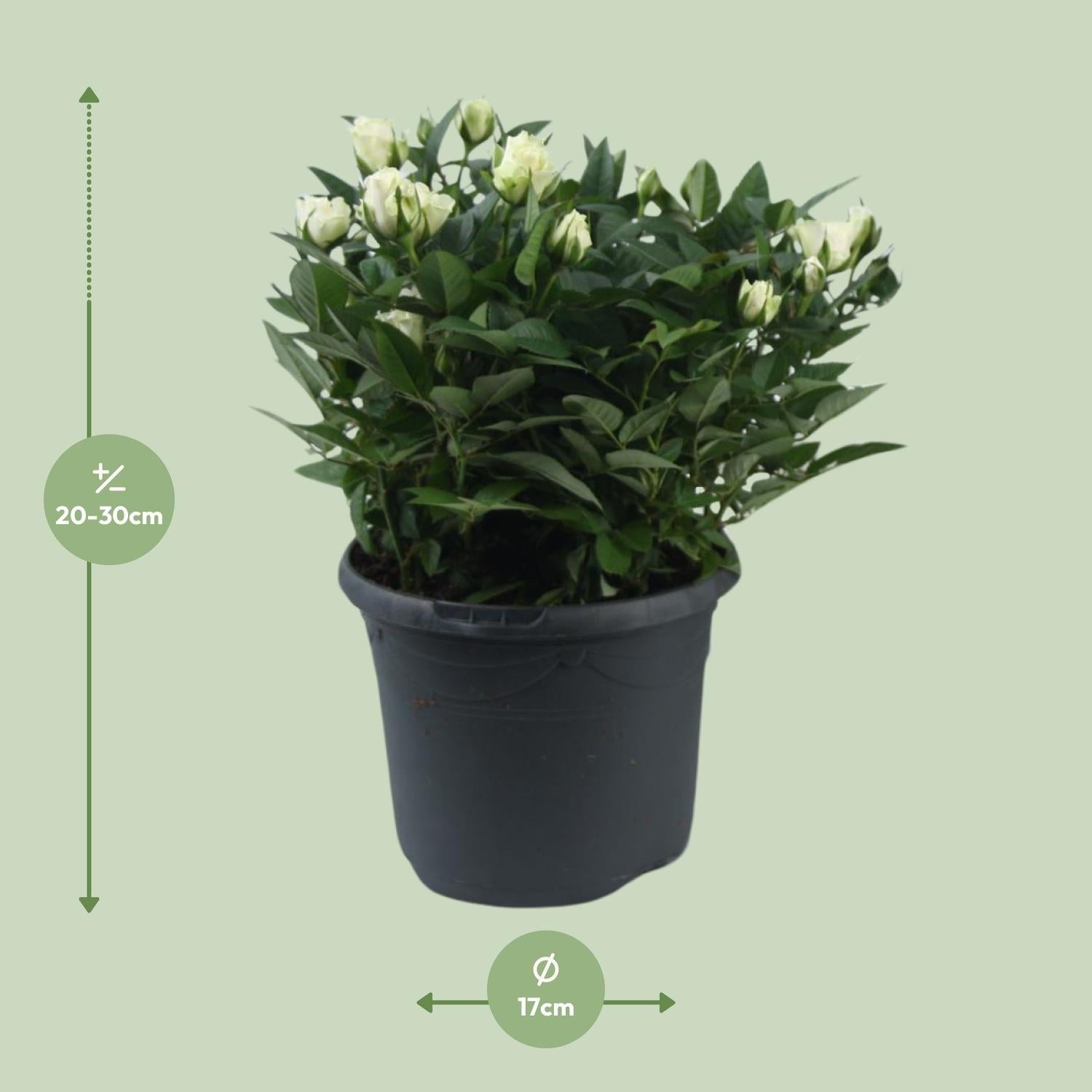 green-guardia-unsere-pflanzen-jewel-patio-white-rose-17-cm-wei image 2