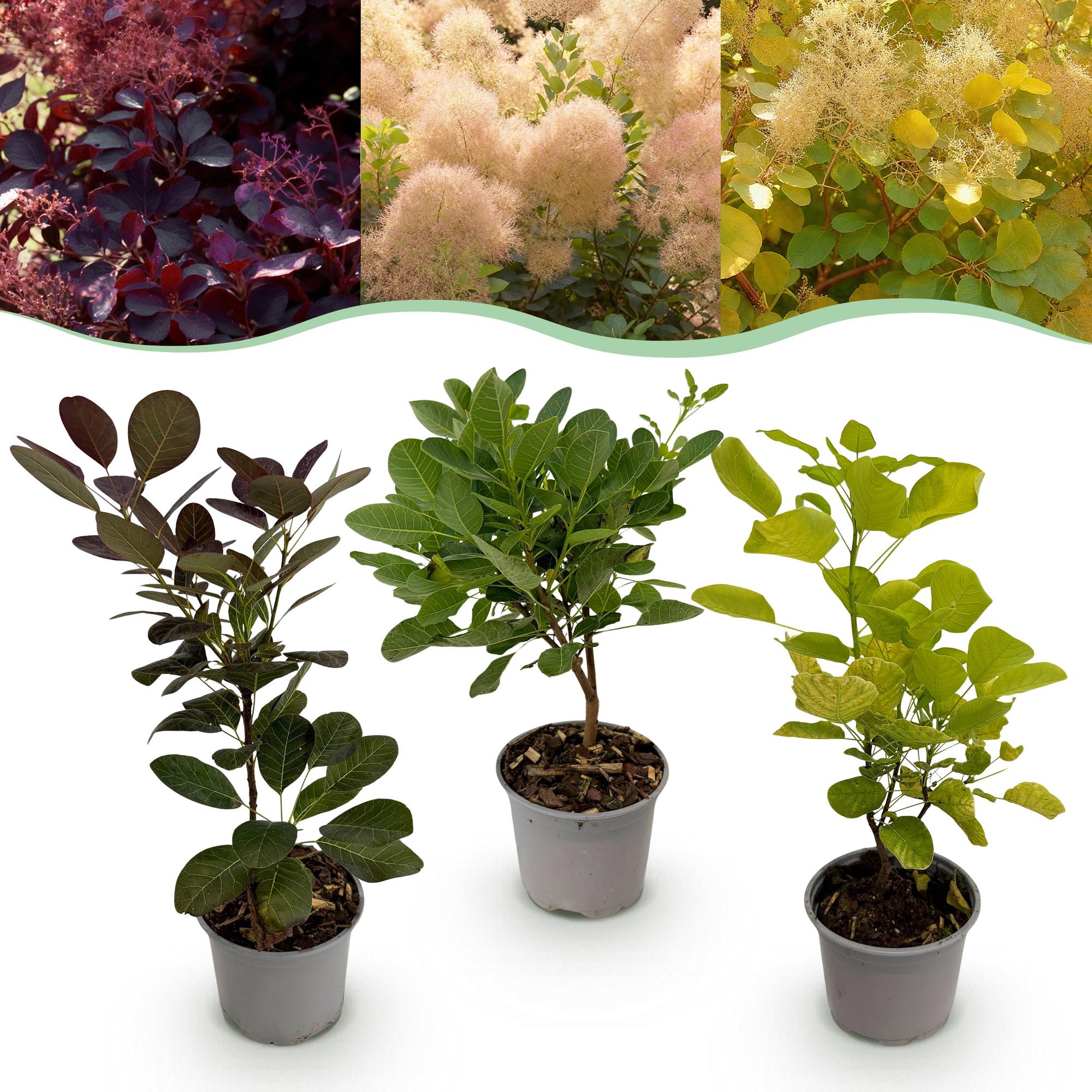 green-guardia-unsere-pflanzen-cotinus-tricolour-zierstrauch-12cm-topf image 1