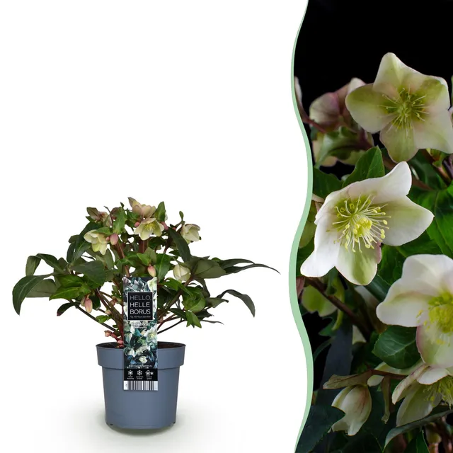 green-guardia-helleborus-diamfire-christrose-19cm-topf-immergr-n image 1