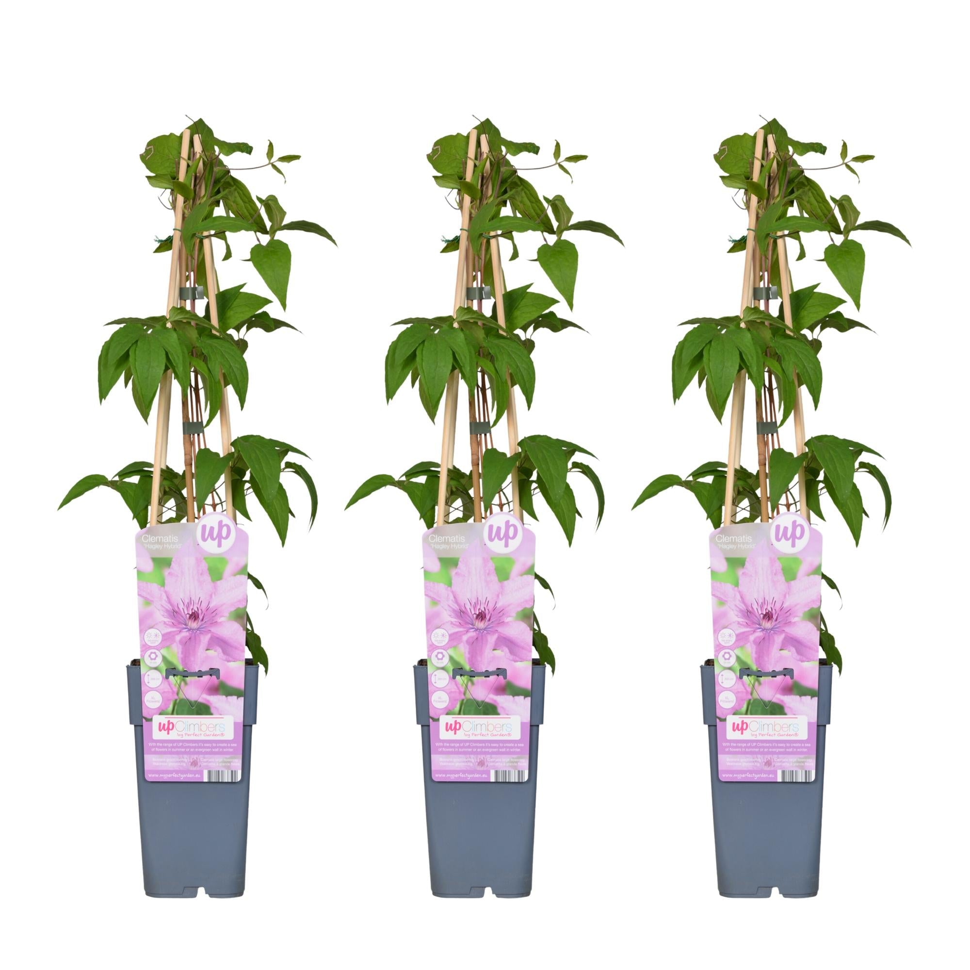 green-guardia-clematis-hagley-hybrid-kletterpflanze-15-cm-topf-rosa image 4