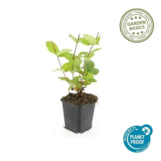 green-guardia-johanniskraut-beauty-zierstrauch-9-cm-topf-6x-pflanzen image 1