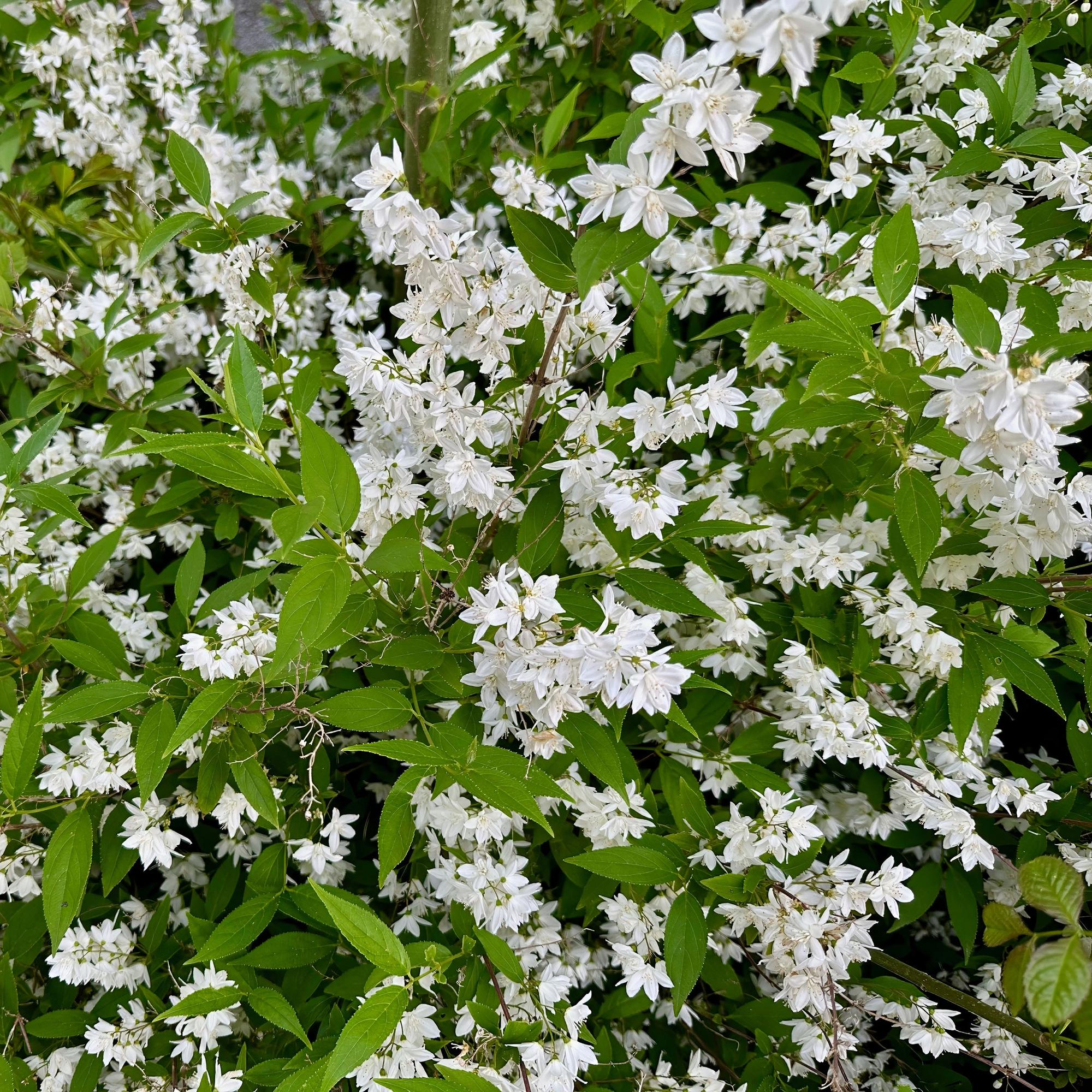 green-guardia-maiblumenstrauch-deutzia-zierstrauch-wei-45cm image 4