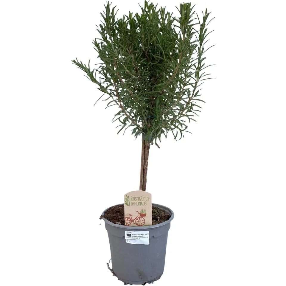 green-guardia-rosmarin-op-stam-hochst-mmchen-14cm-45cm image 1