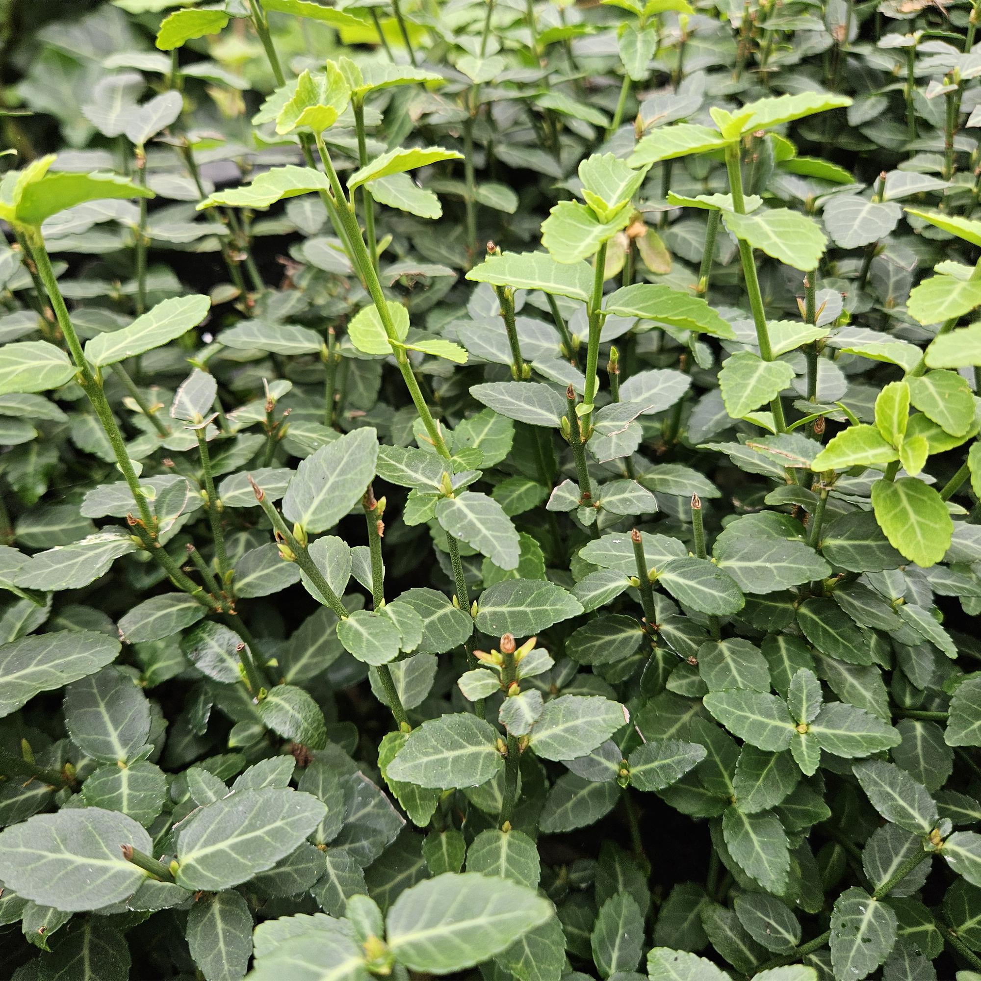 green-guardia-spindelstrauch-radicans-6-pflanzen-9-cm-topf image 4