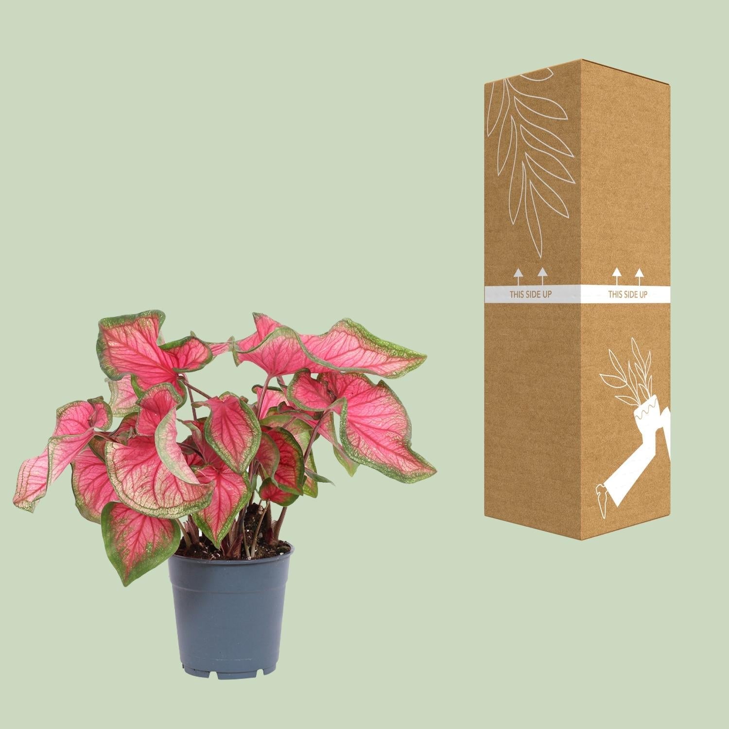 green-guardia-caladium-engelsfl-gel-zimmerpflanze-12cm-sweetheart image 3