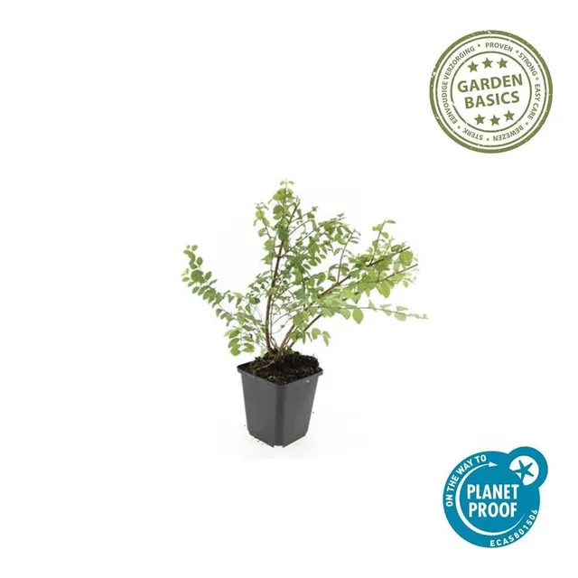 green-guardia-hancock-symphoricarpos-bodendecker-9cm-topf image 1
