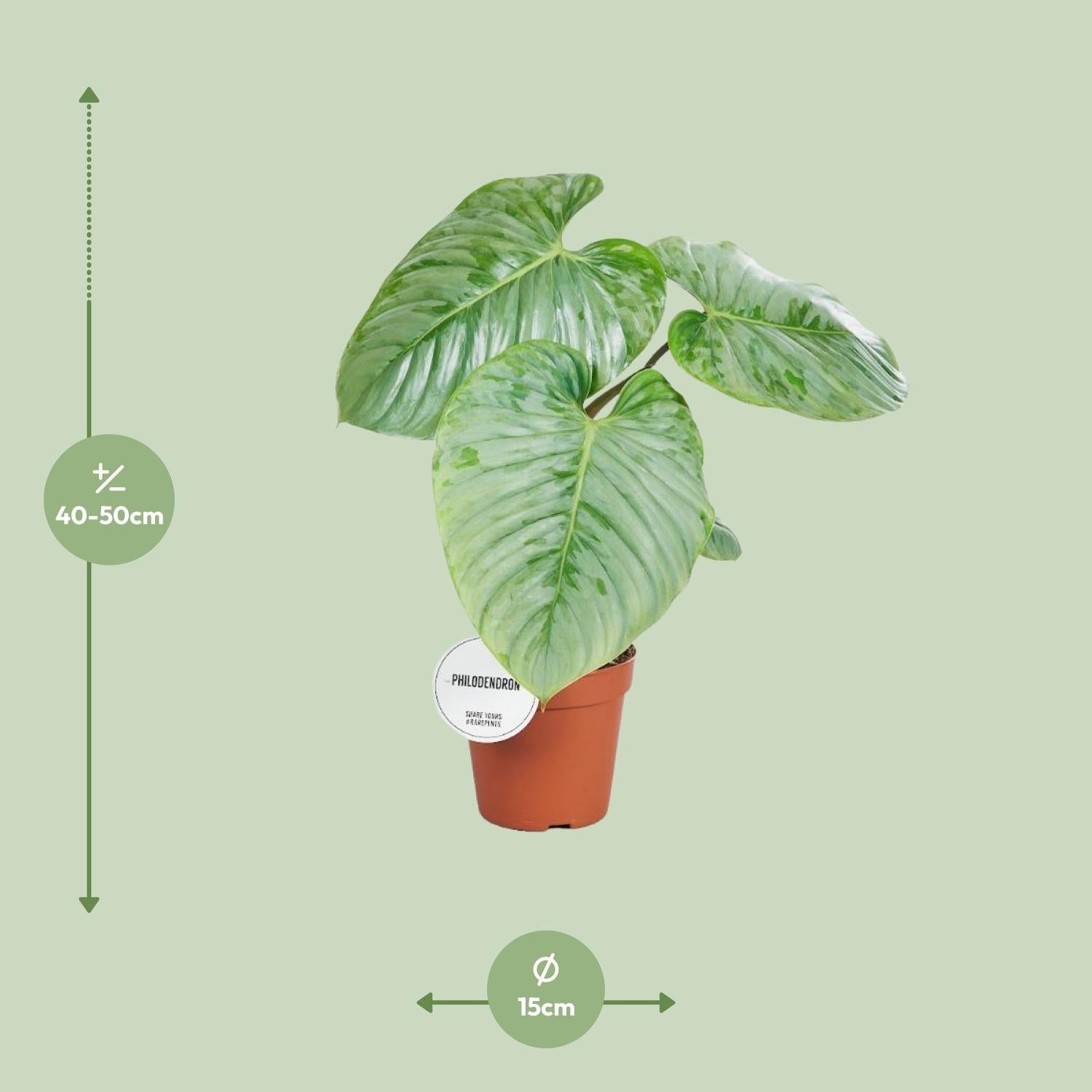 green-guardia-unsere-pflanzen-philodendron-sodiroi-15cm-topf-45cm image 2