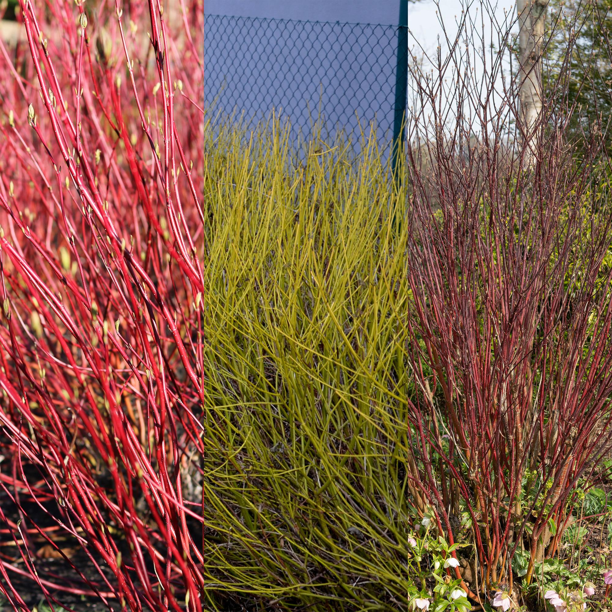 green-guardia-cornus-alba-tricolour-hartriegel-3-pflanzen image 3