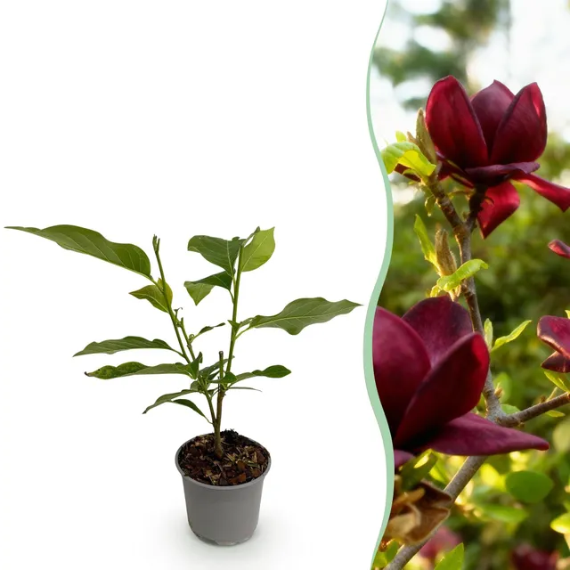 green-guardia-magnolia-genie-zierstrauch-12cm-topf-lila-bl-te image 1