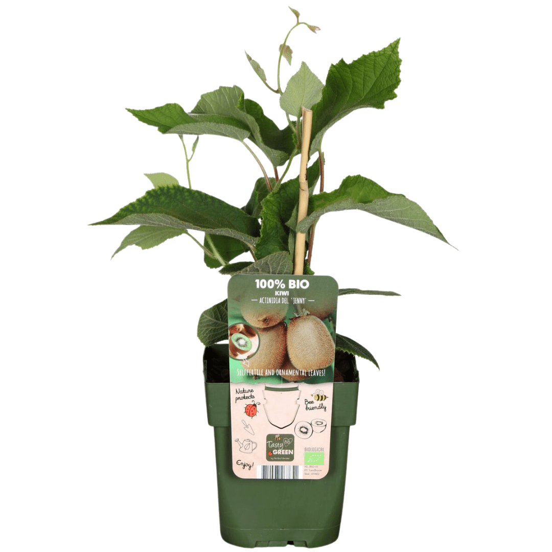 green-guardia-bio-kiwi-jungpflanze-13cm-topf-ca-20cm-3-pflanzen image 1