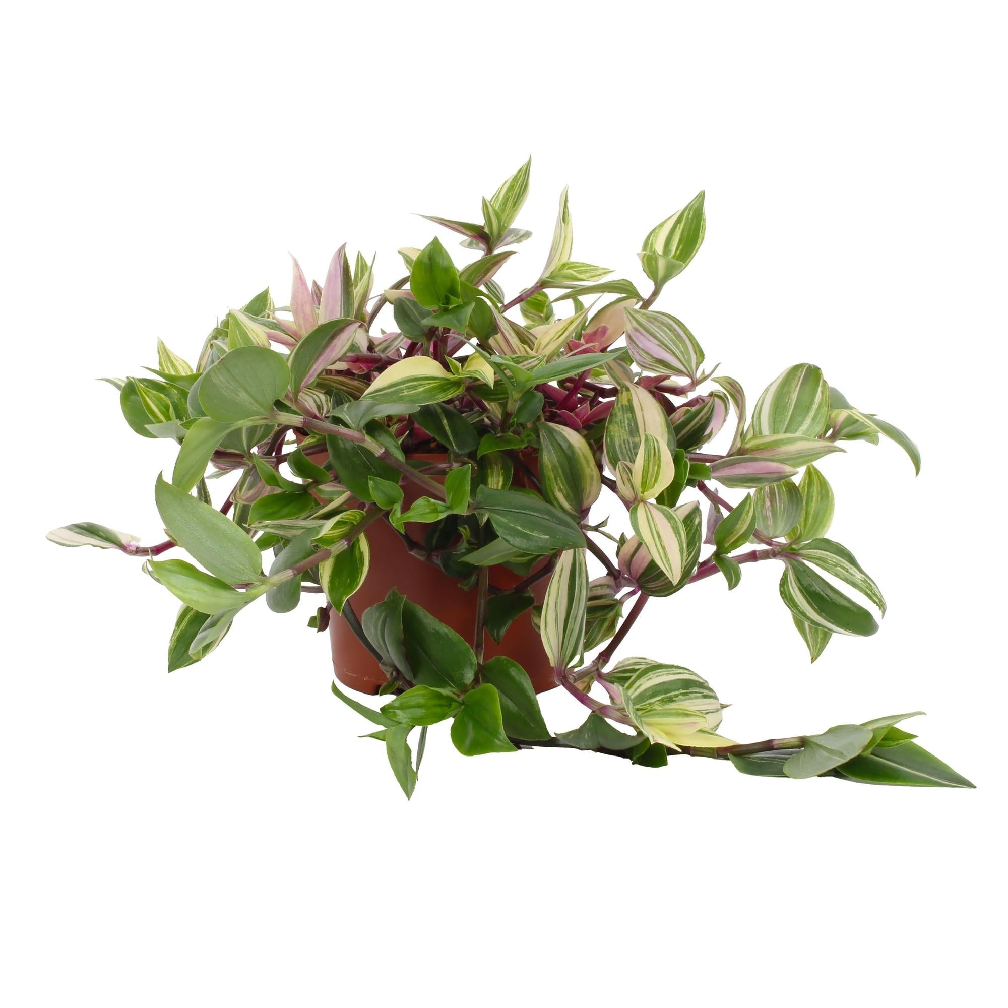 green-guardia-pink-pampas-tradescantia-zimmerpflanze-12cm image 1