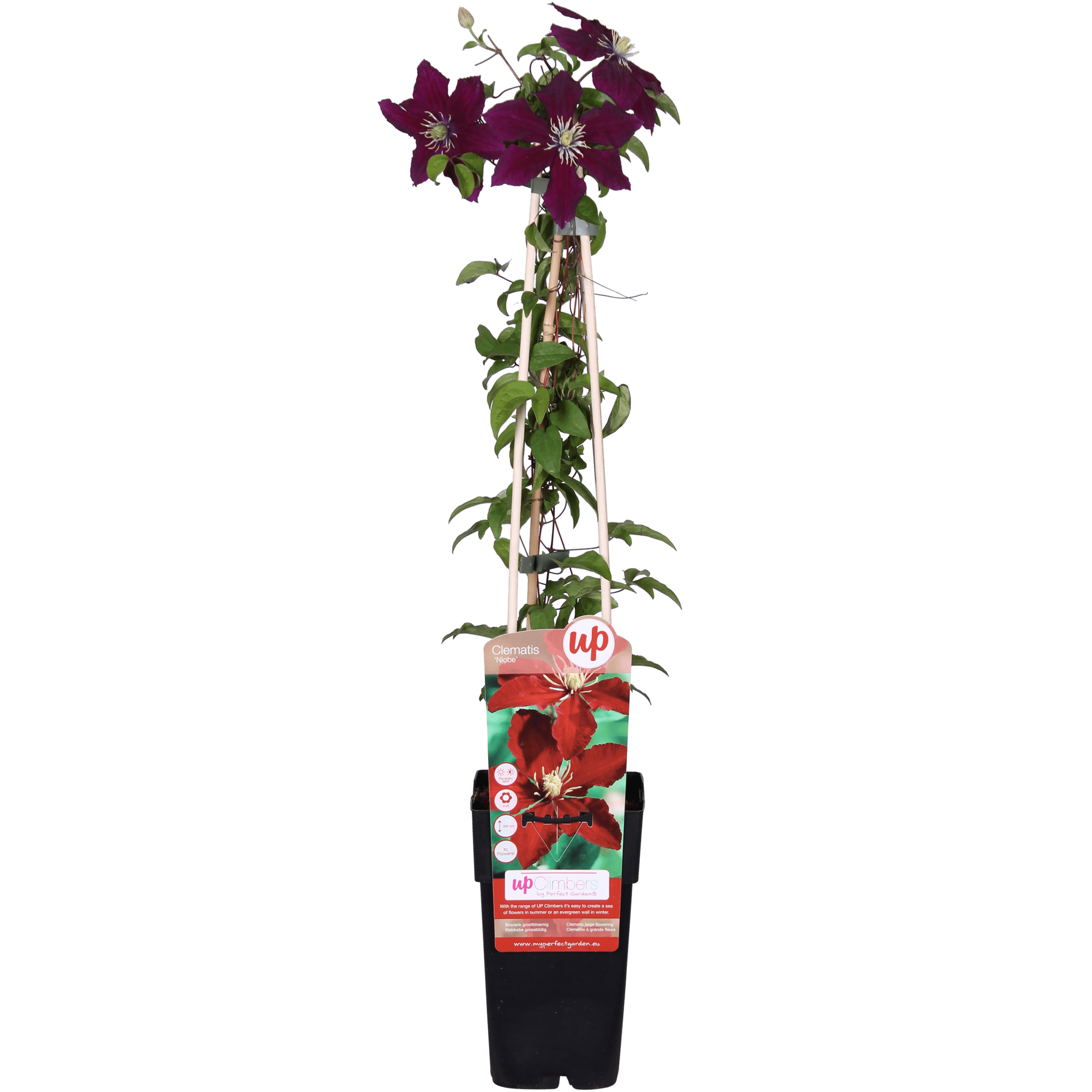 green-guardia-clematis-niobe-kletterpflanze-15cm-topf-rot-1-pflanze image 1