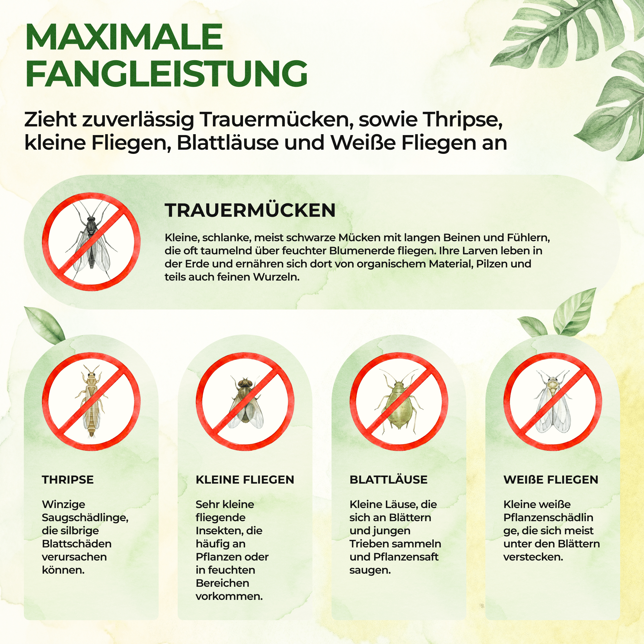 green-guardia-papier-fallen-gelbsticker-10-st-ck-gegen-trauerm-cken image 2