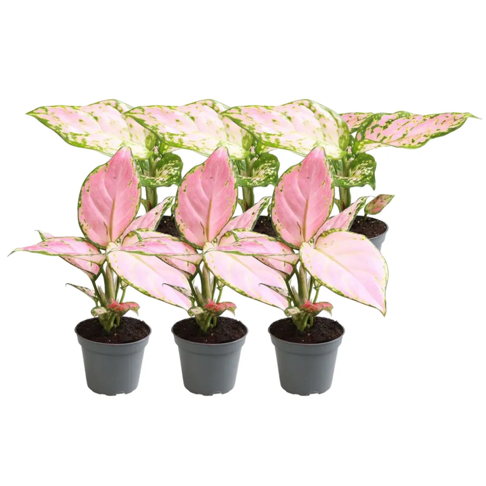 green-guardia-aglaonema-red-valentine-red-zirkon-6-pflanzen image 1