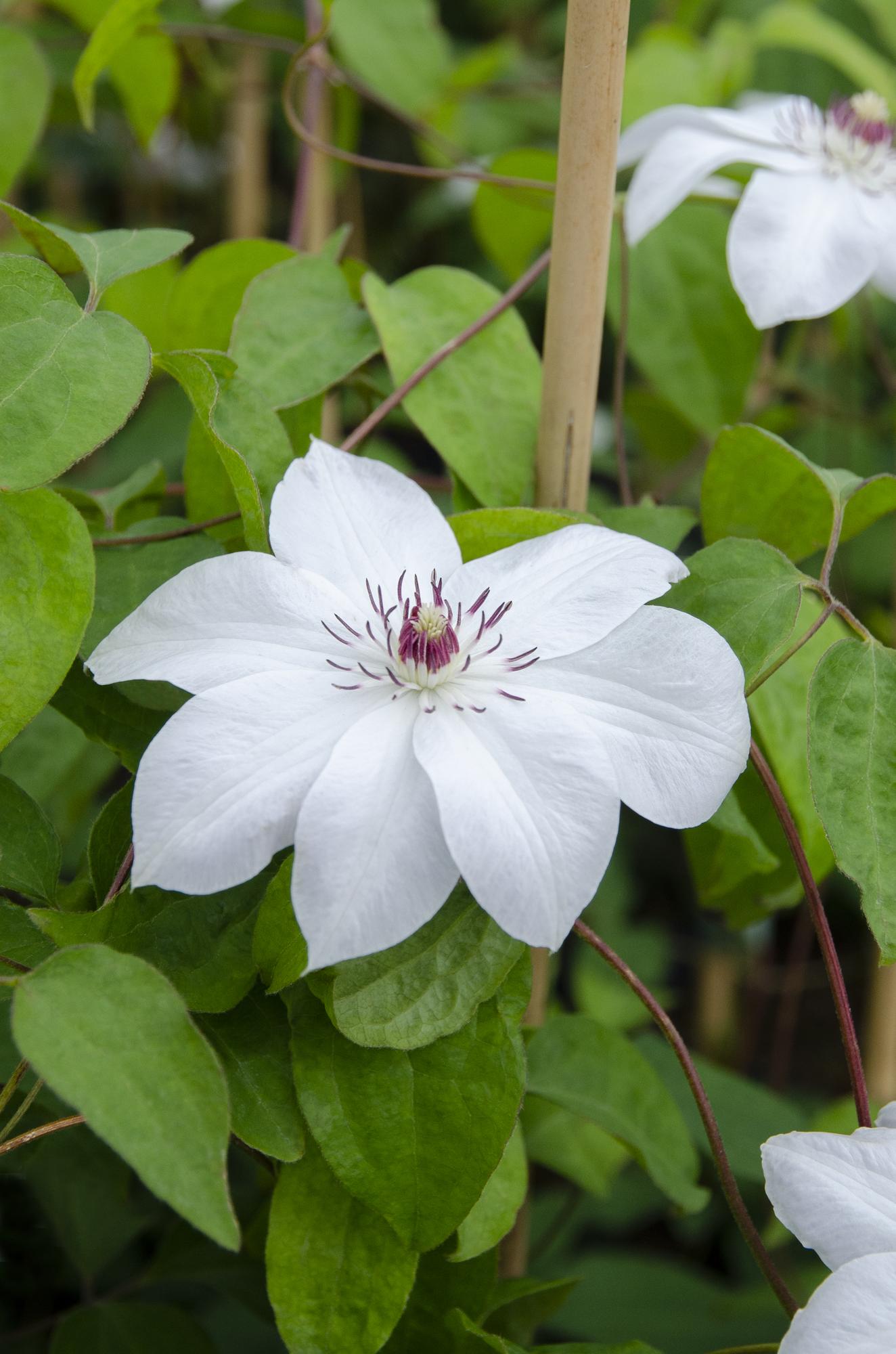 green-guardia-clematis-miss-bateman-kletterpflanze-wei-65-cm image 2