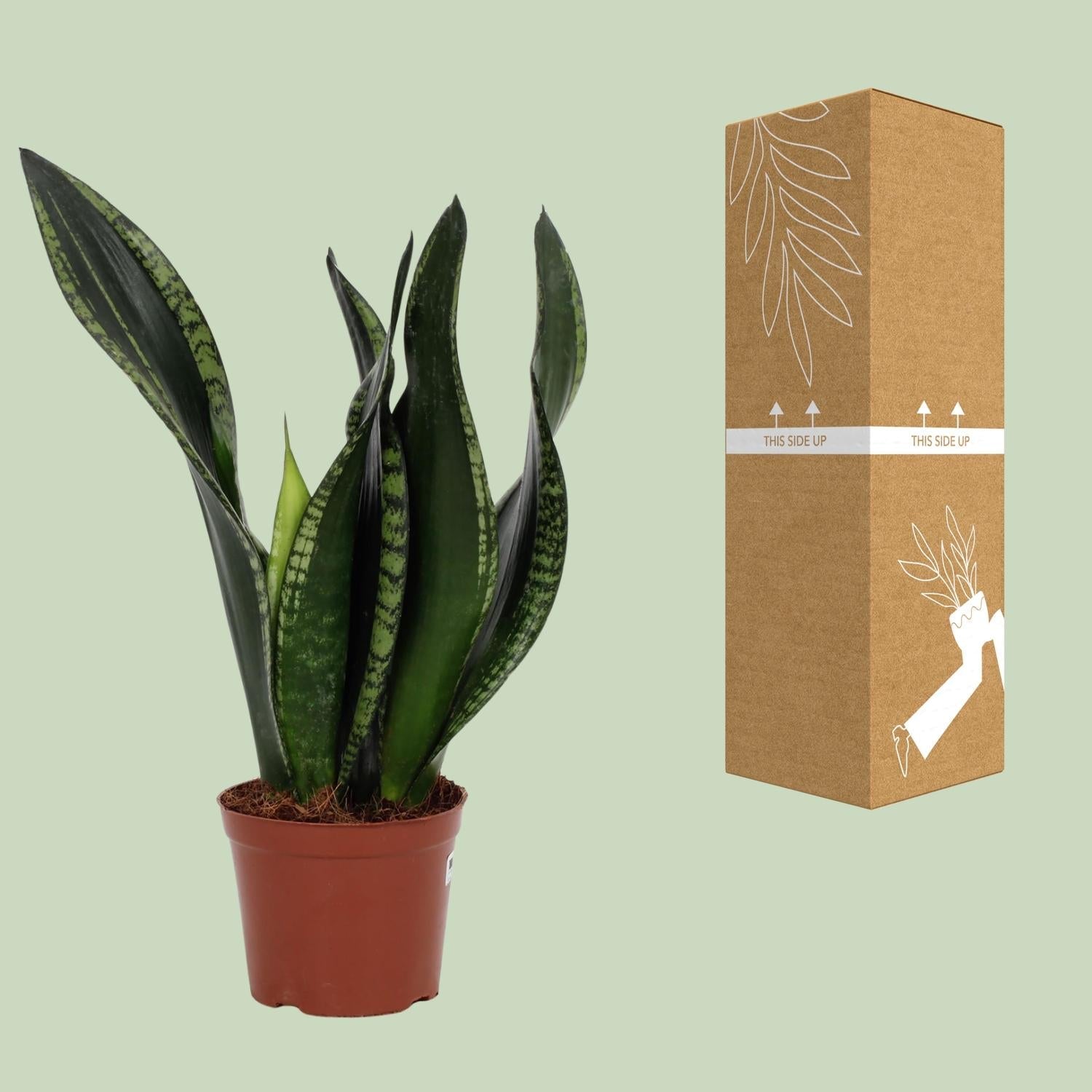 green-guardia-sansevieria-whitney-bogenhanf-12cm-topf-27cm image 3