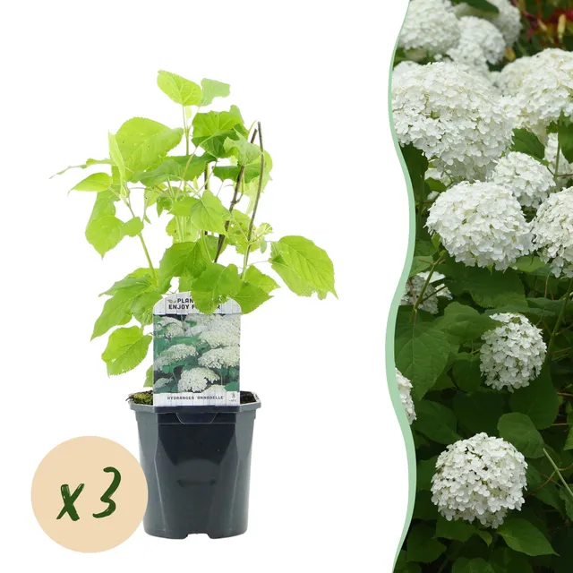 green-guardia-annabelle-hortensie-3-pflanzen-wei-e-bl-te image 1