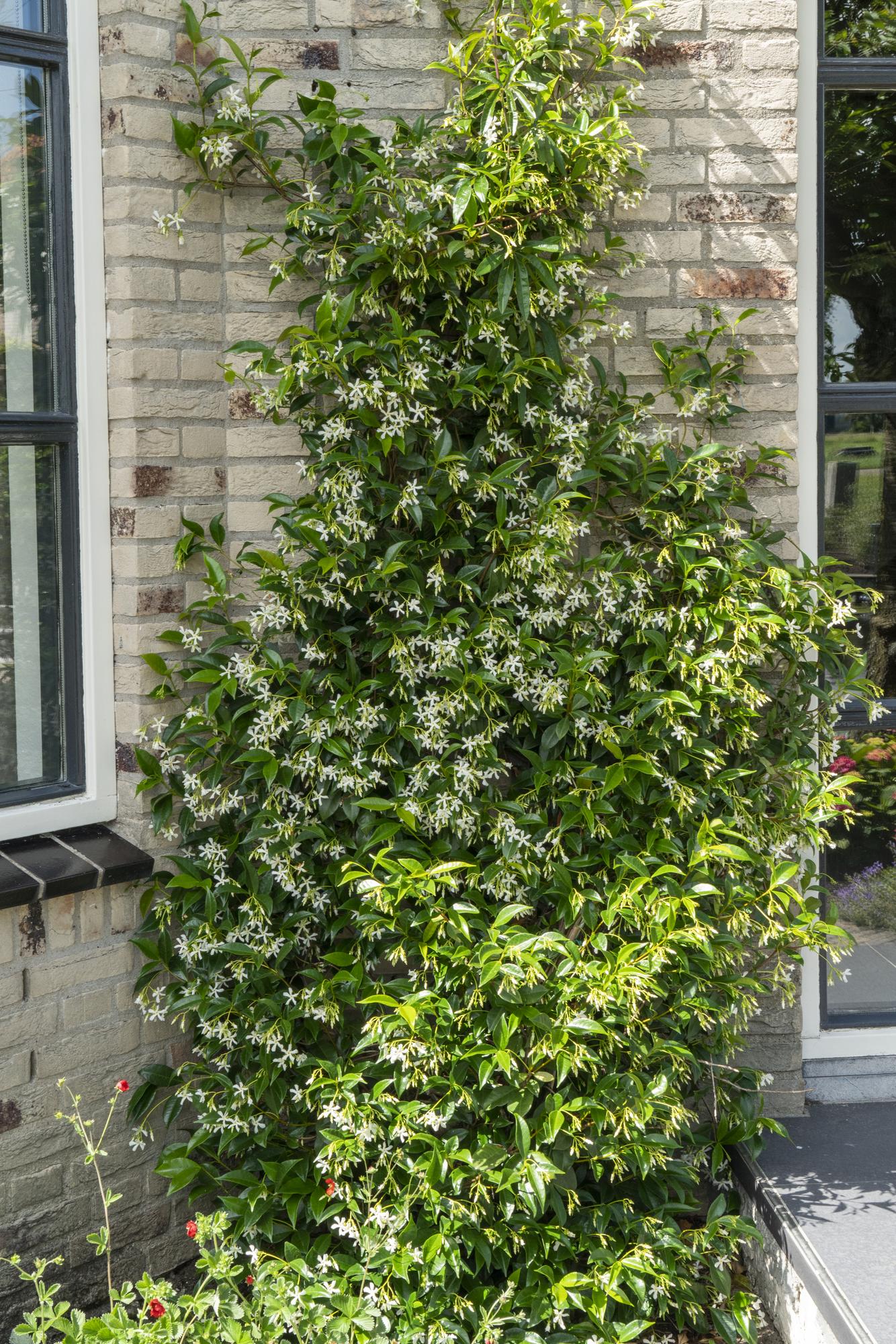 green-guardia-star-of-venice-jasmin-65-cm-15-cm-topf-wei image 2