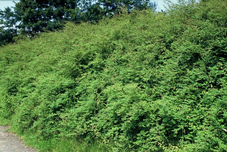green-guardia-hancock-symphoricarpos-bodendecker-9cm-topf image 6