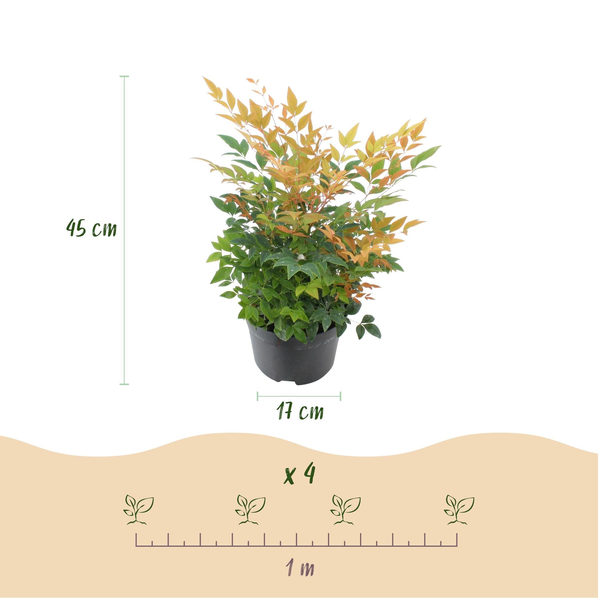 green-guardia-nandina-gulfstream-strauch-17cm-immergr-n image 2