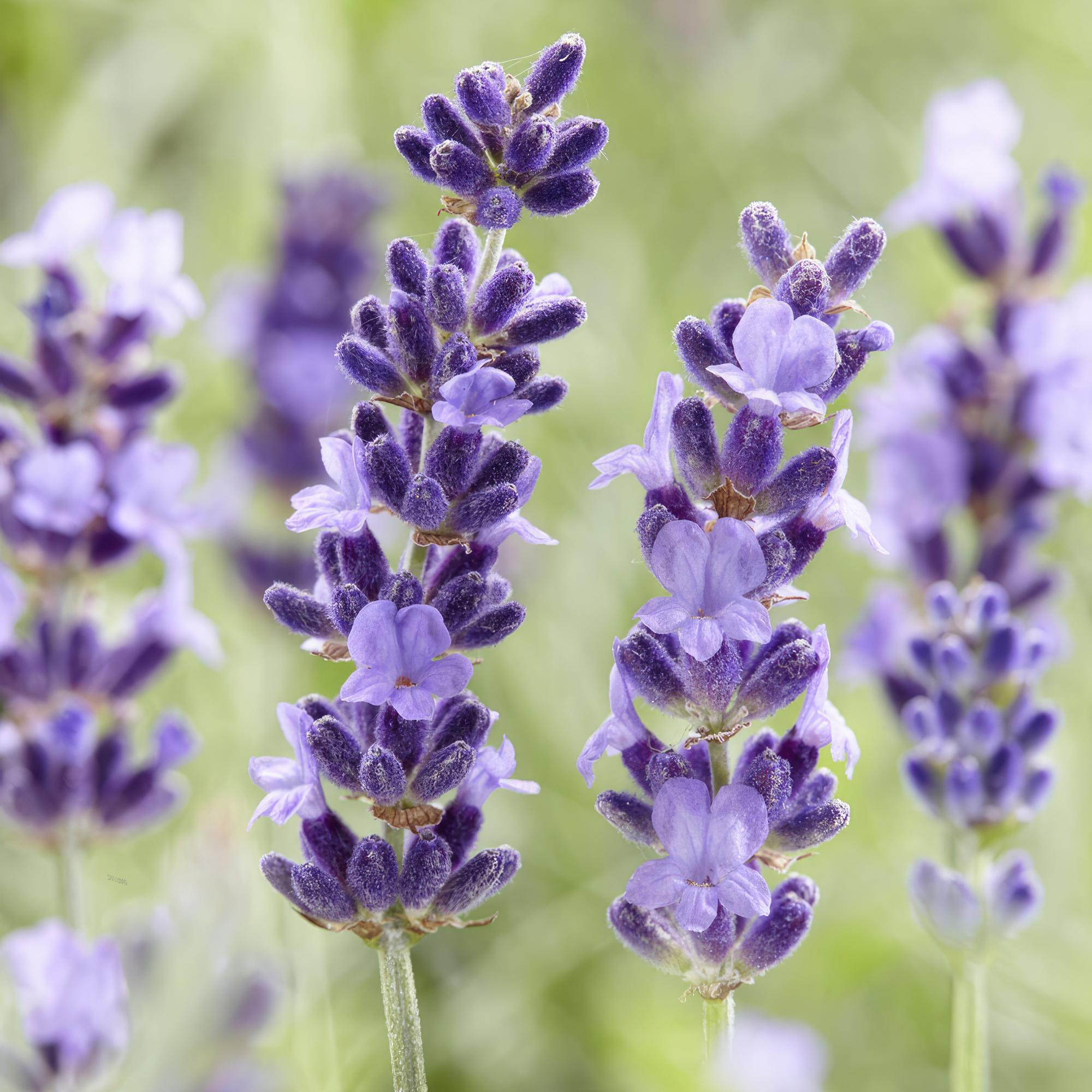 green-guardia-unsere-pflanzen-lavandula-hidcote-lavendel-6x-violett image 5