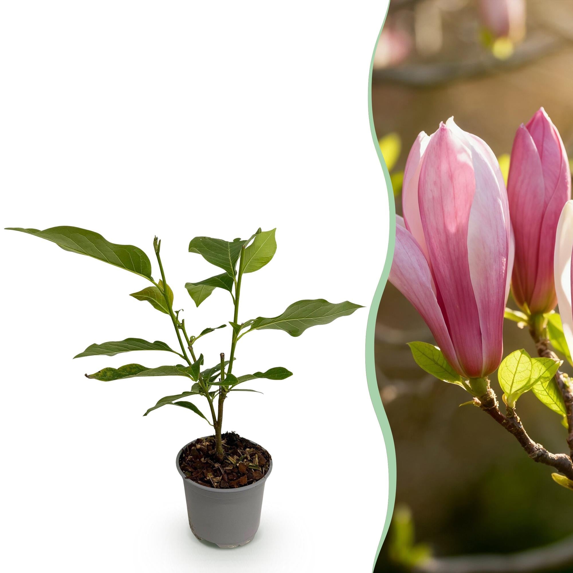 green-guardia-magnolia-ricki-bl-tenstrauch-30-cm-rosa image 1
