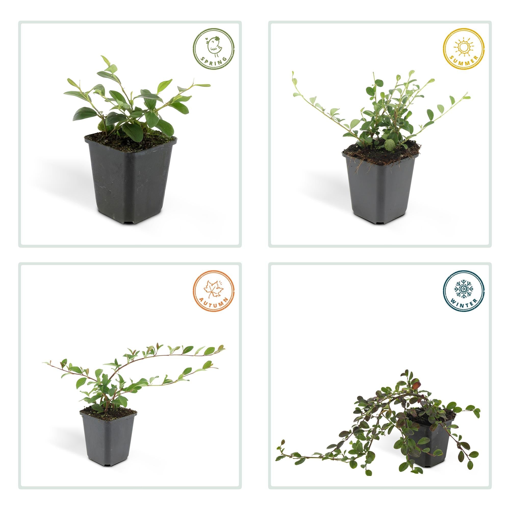 green-guardia-pflanzen-cotoneaster-dammeri-bodendecker-6x-9cm image 3