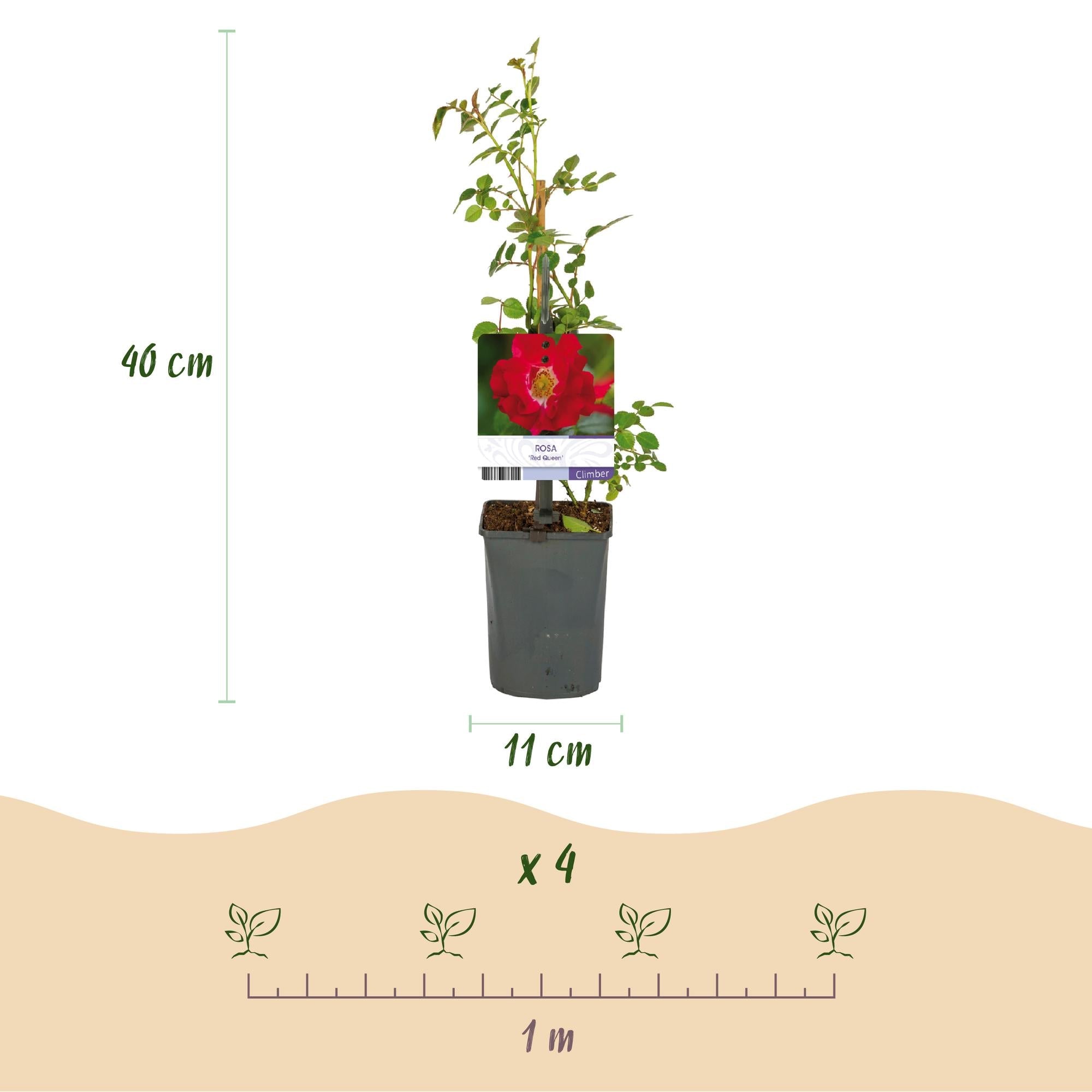 green-guardia-unsere-pflanzen-rosa-red-queen-kletterrose-rot-2-pflanzen image 3