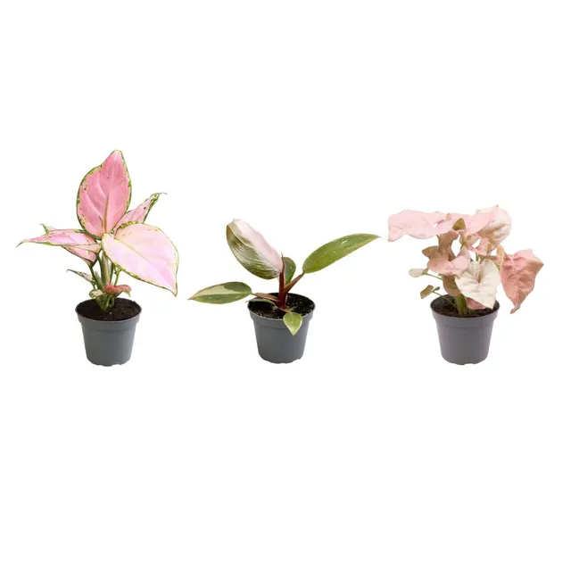 green-guardia-syngonium-neon-set-3-zimmerpflanzen-pink image 1