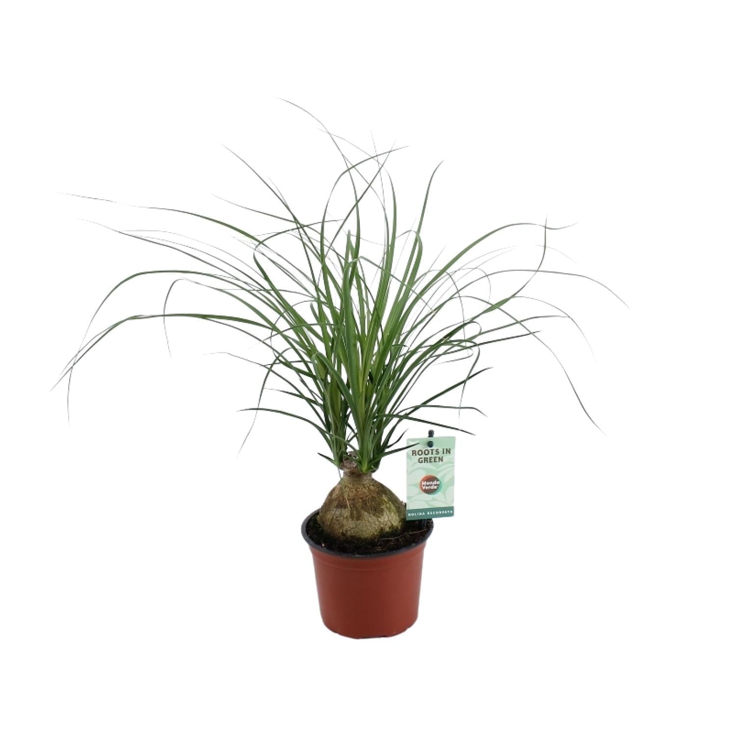 green-guardia-unsere-pflanzen-beaucarnea-elefantenfu-45-cm image 1