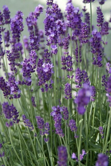 green-guardia-unsere-pflanzen-lavendel-dwarf-blue-6-st-ck image 3