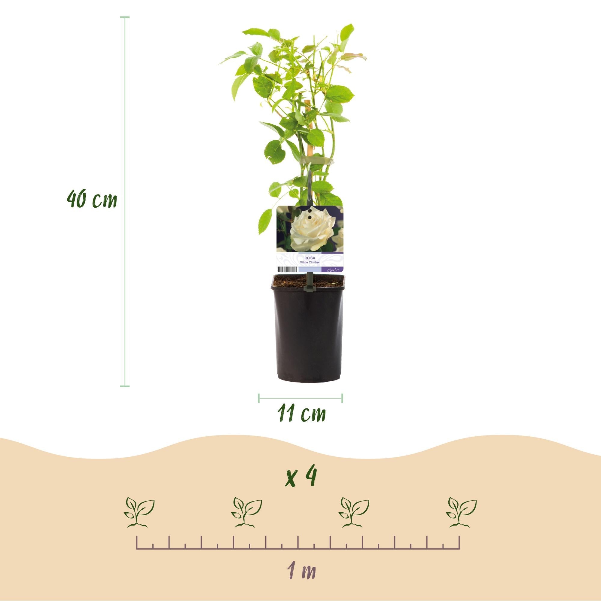 green-guardia-white-climber-kletterrose-wei-2-pflanzen image 3
