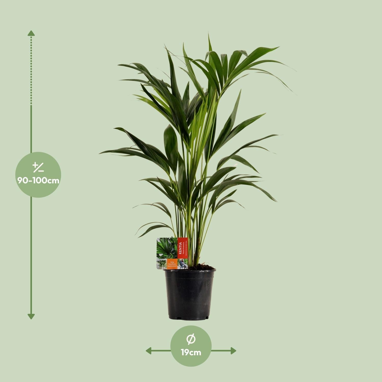 green-guardia-unsere-pflanzen-howea-kentia-palme-110cm-21cm-topf image 4