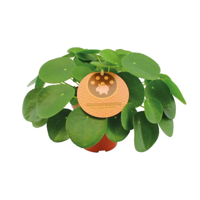 green-guardia-pilea-peperomioides-geldbaum-30-cm image 1