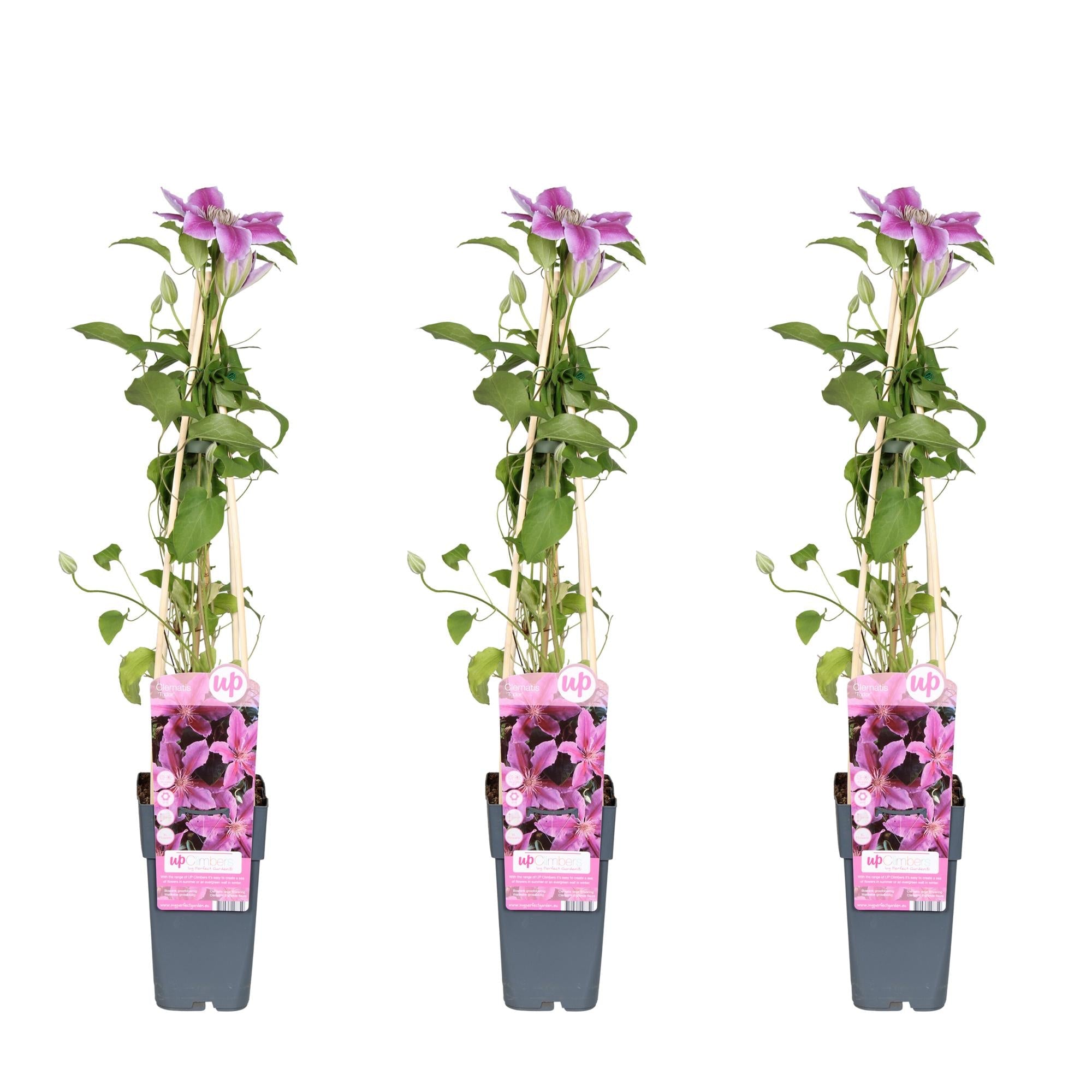 green-guardia-unsere-pflanzen-clematis-tudor-kletterpflanze-3x-violett-wei image 2