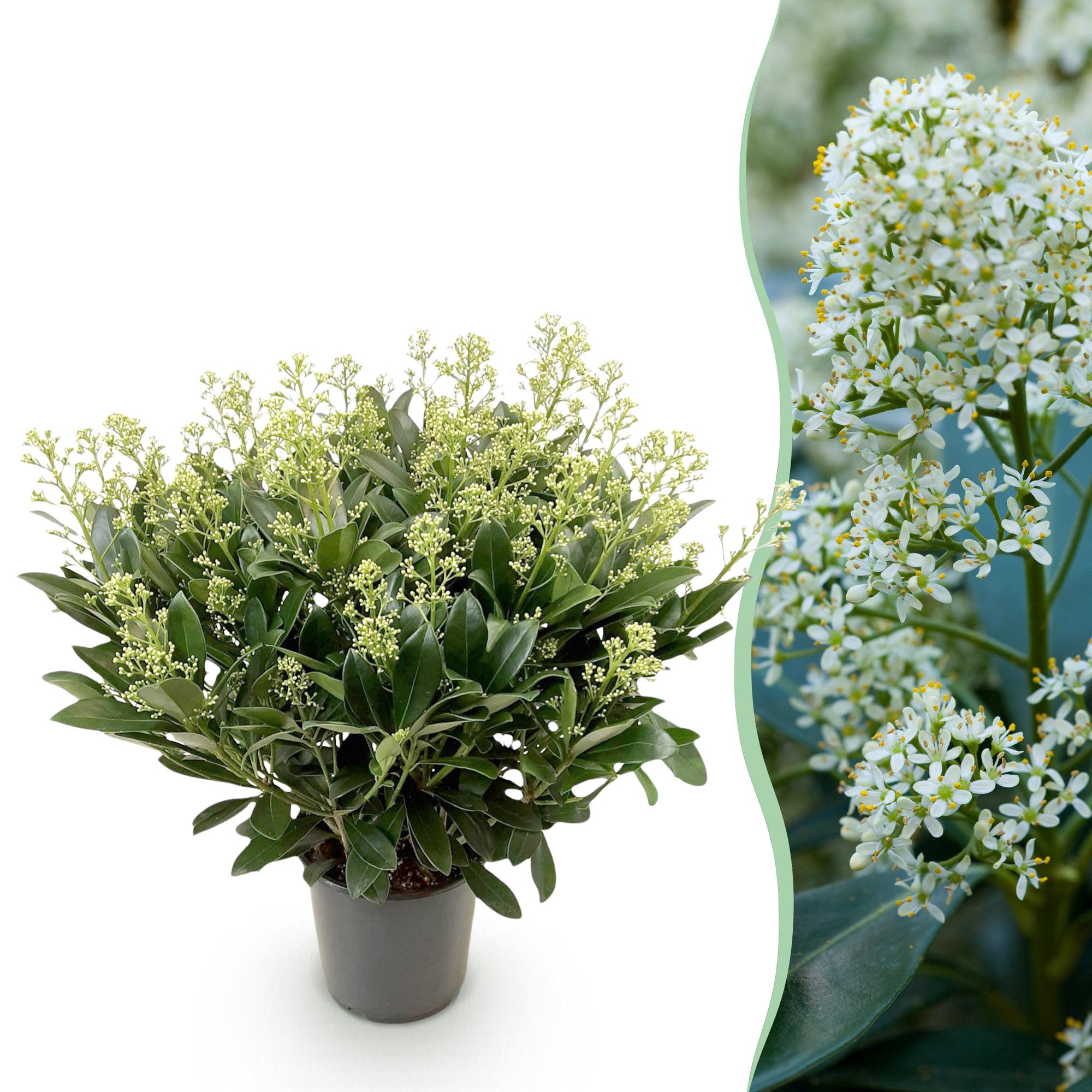 green-guardia-pflanzen-skimmia-japonica-finchy-1x-10-5cm-wei image 1