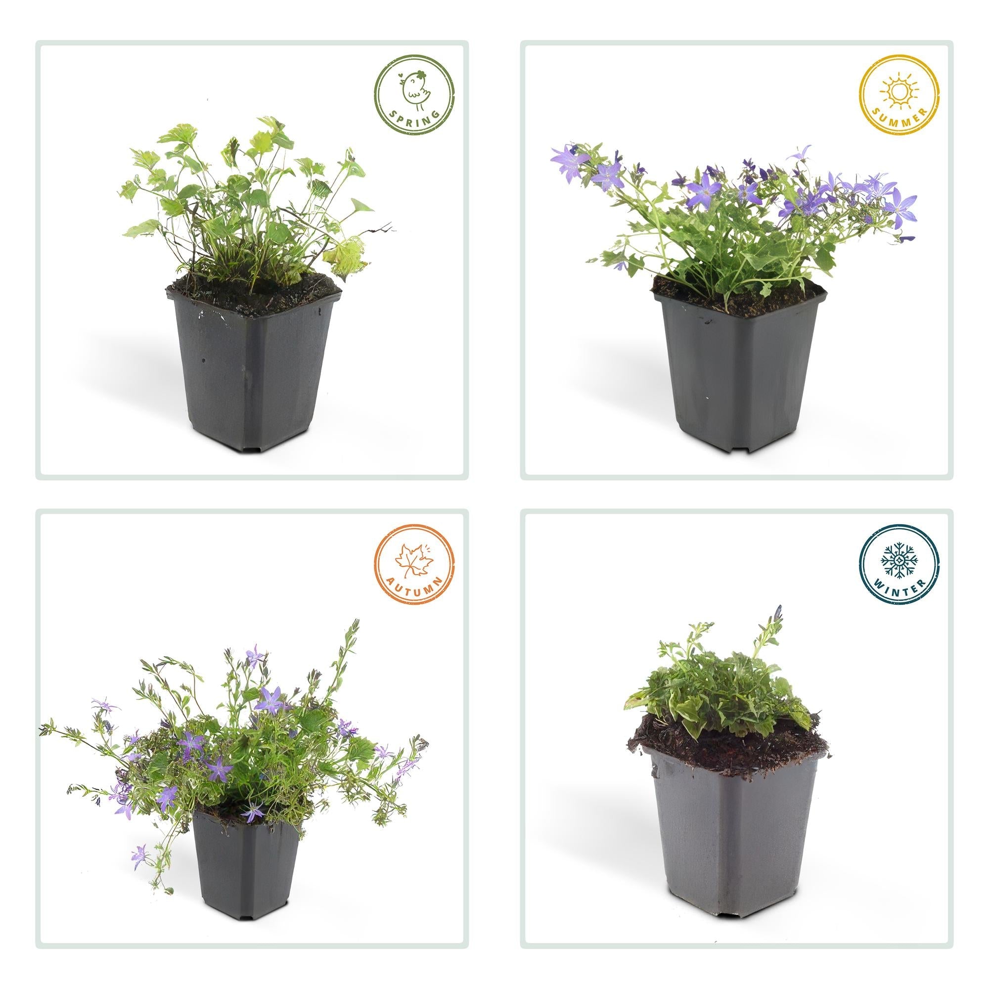 green-guardia-unsere-pflanzen-glockenblume-stella-9-cm-topf image 3
