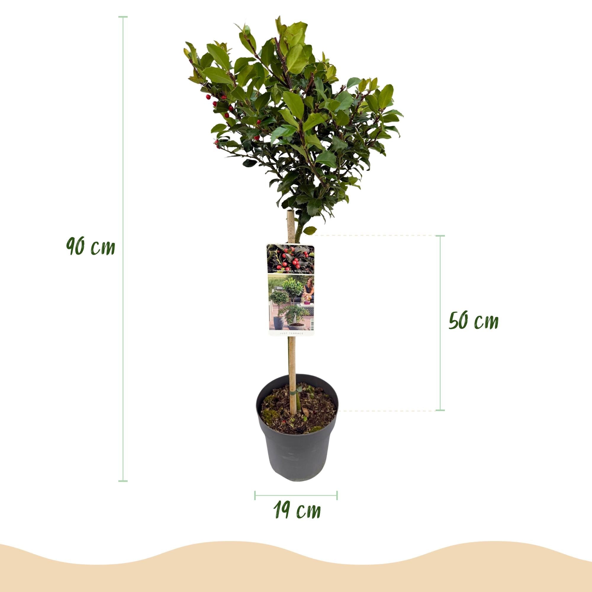 green-guardia-blue-maid-ilex-stamm-19-cm-topf image 2