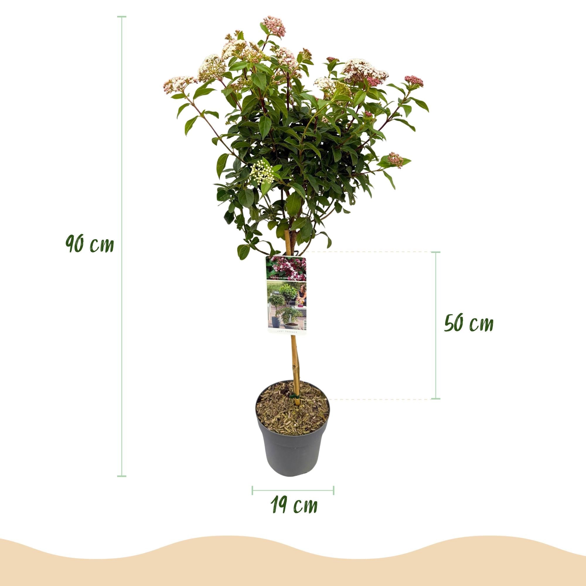 green-guardia-viburnum-tinus-stamm-19cm-wei-rosa image 3