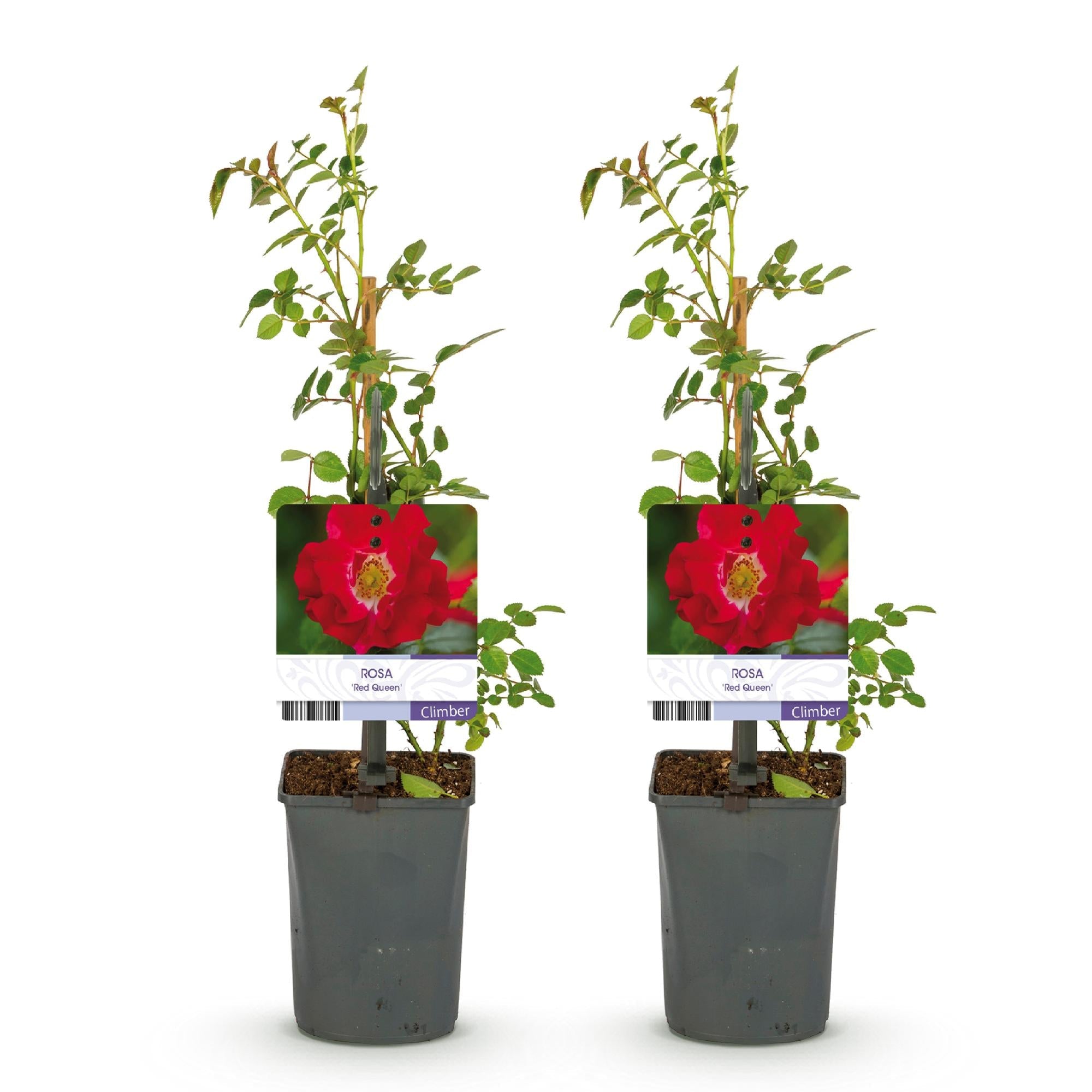 green-guardia-unsere-pflanzen-rosa-red-queen-kletterrose-rot-2-pflanzen image 2