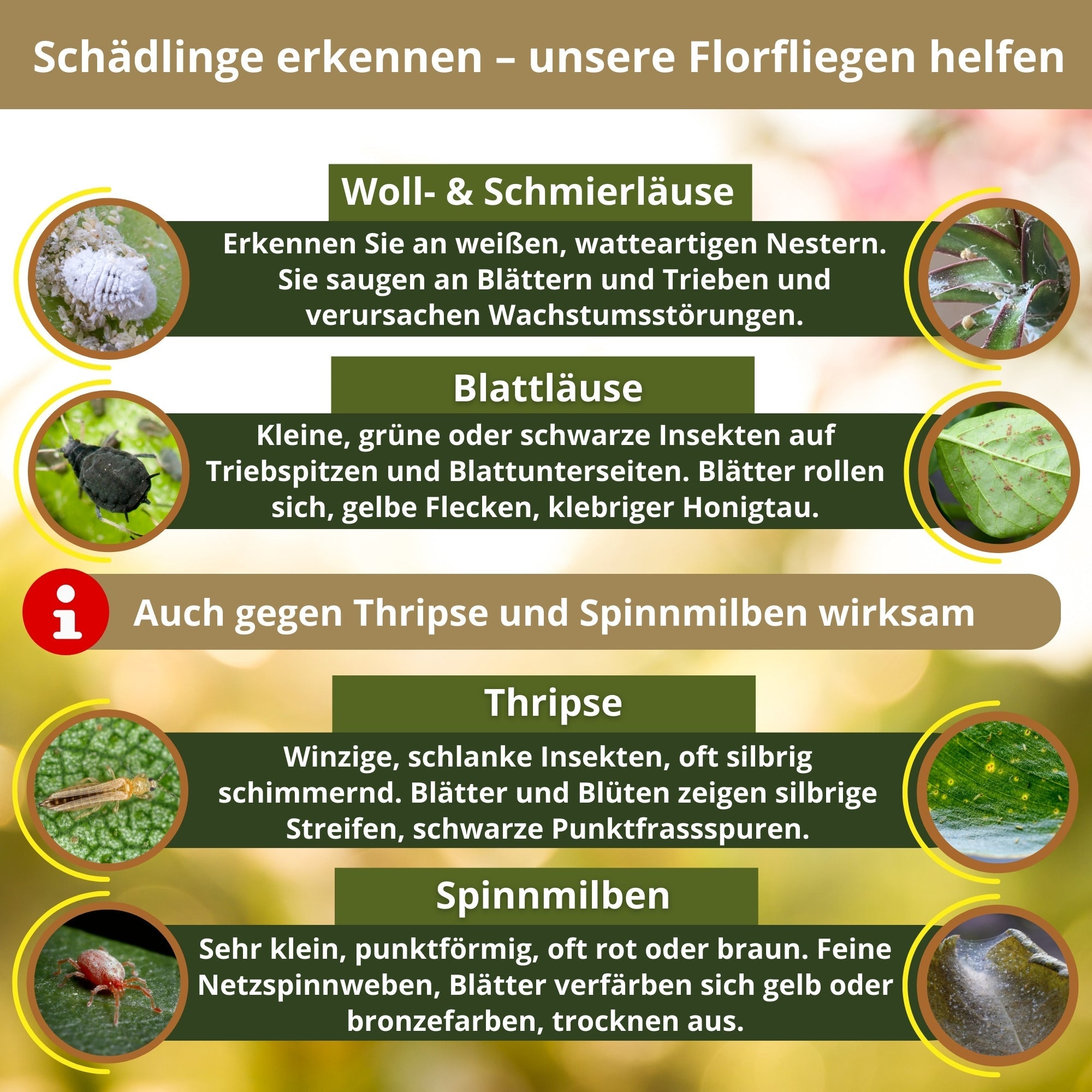 fairyfly-florfliegen-blattl-use-karten-1-karte-2m-biologisch image 2