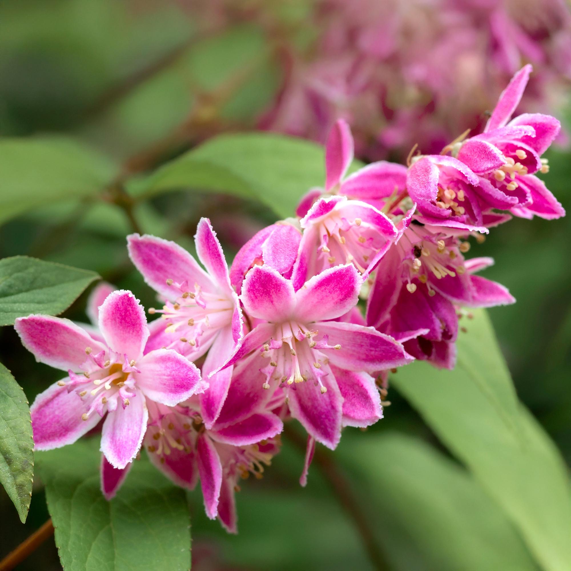 green-guardia-deutzia-strawberry-fields-zierstrauch-17cm-rosa image 3