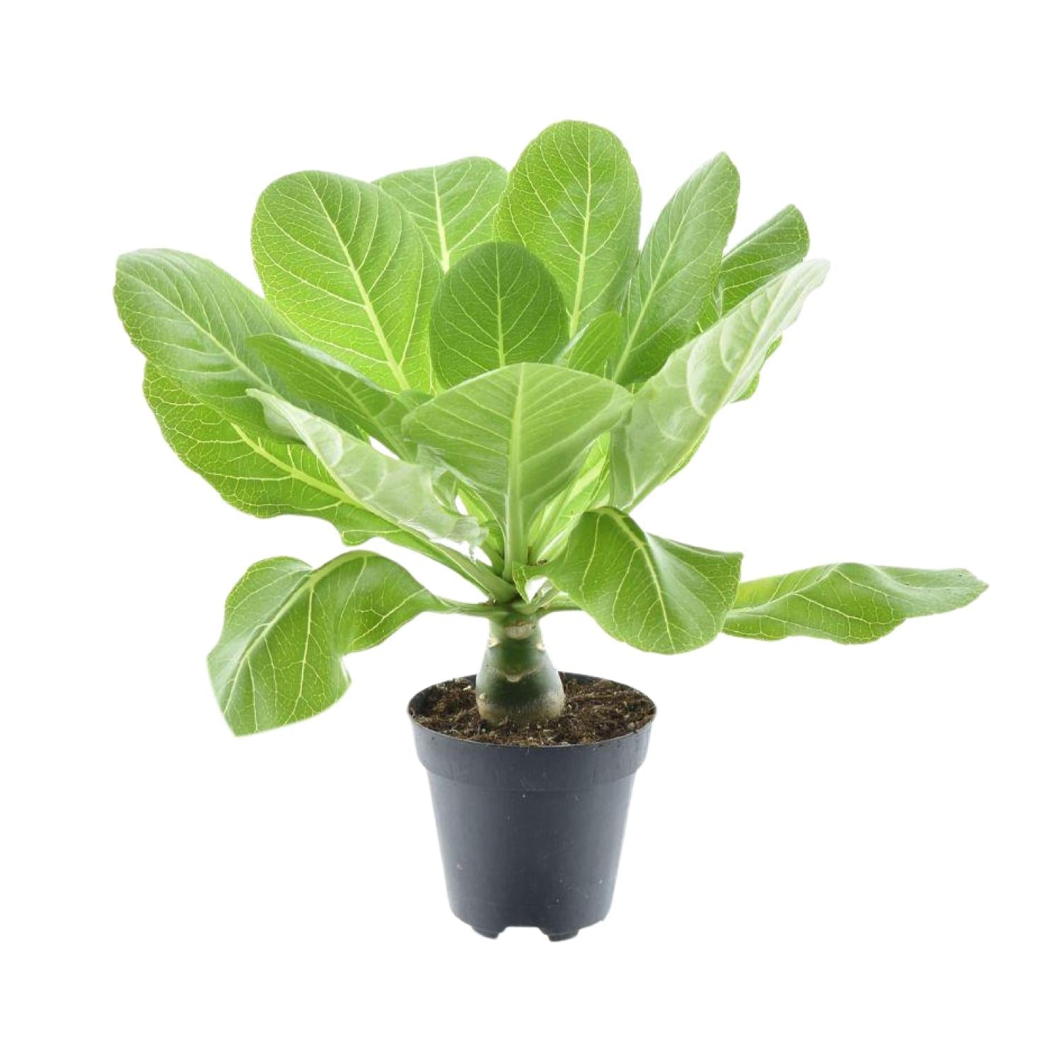 green-guardia-brighamia-hawaii-palme-12-cm-topf-37-cm image 2