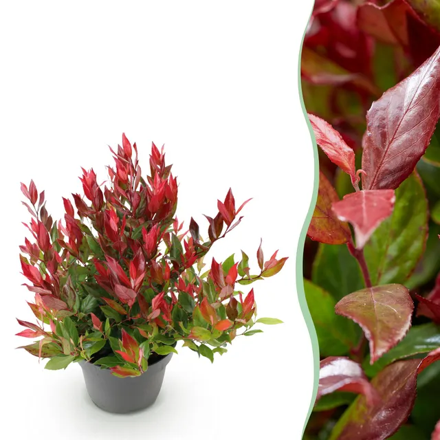 green-guardia-unsere-pflanzen-leucothoe-little-flame-strauch-1x-pflanze-rot image 1