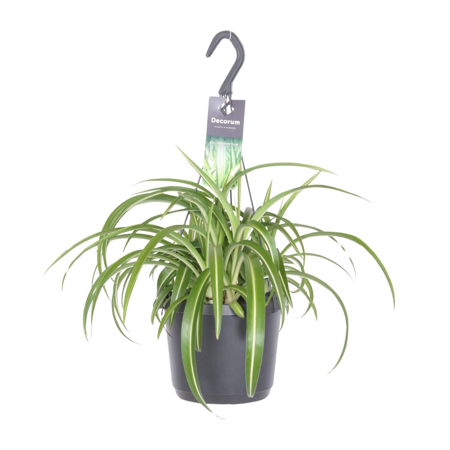 green-guardia-chlorophytum-bonnie-gr-nlilie-17-cm-topf image 1