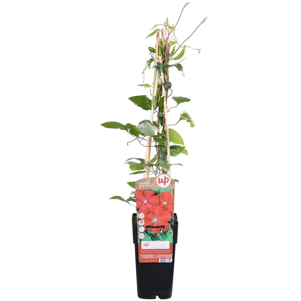 green-guardia-clematis-hagley-hybrid-kletterpflanze-15-cm-topf-rosa image 1