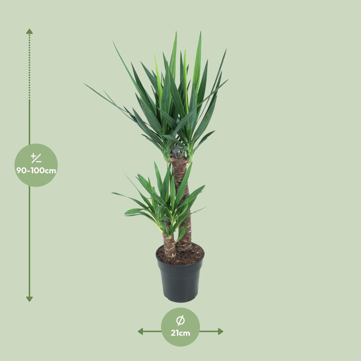 green-guardia-yucca-elephantipes-palmlilie-30cm image 3