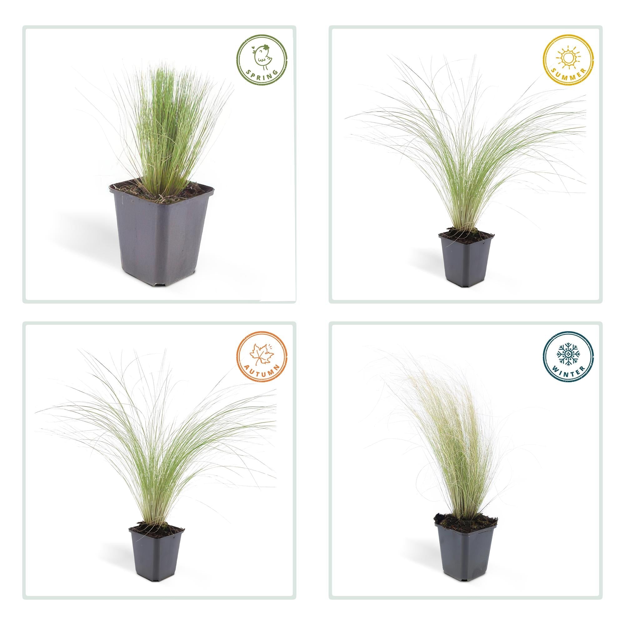 green-guardia-unsere-pflanzen-stipa-ponytails-ziergras-9cm-topf image 3